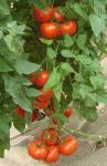 Seminte Tomate / Seminte de rosii Kiveli F1
